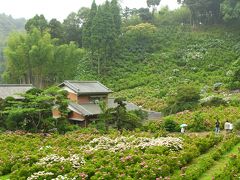 銚子/九十九里/白子ぐるり旅【9】～色とりどりの紫陽花の圧巻パノラマ～服部農園あじさい屋敷2011