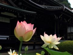 京都　三室戸寺の紫陽花と蓮