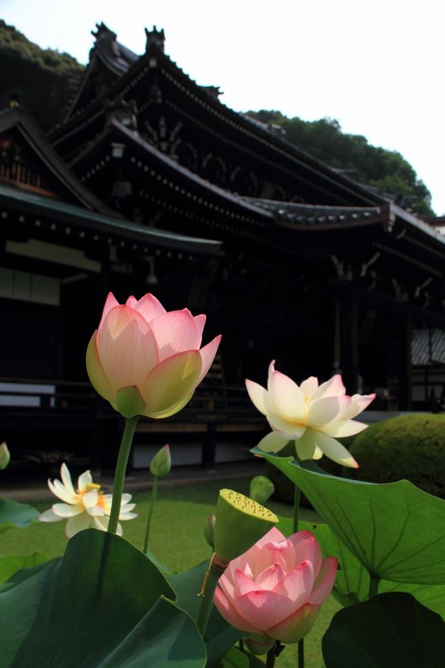 関西一の紫陽花寺、三室戸寺へ。<br />紫陽花は見頃を過ぎていましたが、蓮の見頃はこれから。<br /><br />三室戸寺の後は平等院等をまわる王道のコースでお茶の香りに包まれる宇治を満喫です。<br /><br /><br /><br />三室戸寺→伊藤久右衛門 本店→平等院→宇治神社→宇治上神社→中村藤吉 平等院店