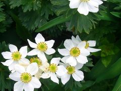 雲上の憐花　鳥海山にて