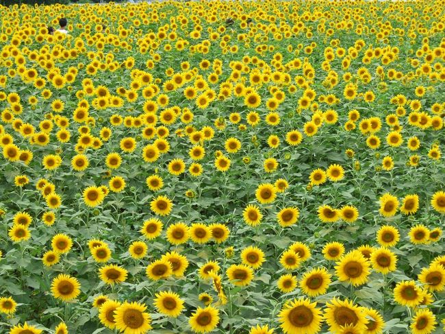 夏休みに山梨に帰省。<br />なんだかんだ毎年行っている明野のひまわり畑へ行ってきました。<br /><br />ちょっと分厚い雲の日に。<br /><br /><br />晴天だった1年前(2009年)はこちら。<br />http://4travel.jp/traveler/mio_f/album/10367533/<br /><br /><br />