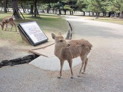 卒業・入学祝い旅行　京都・奈良２日目