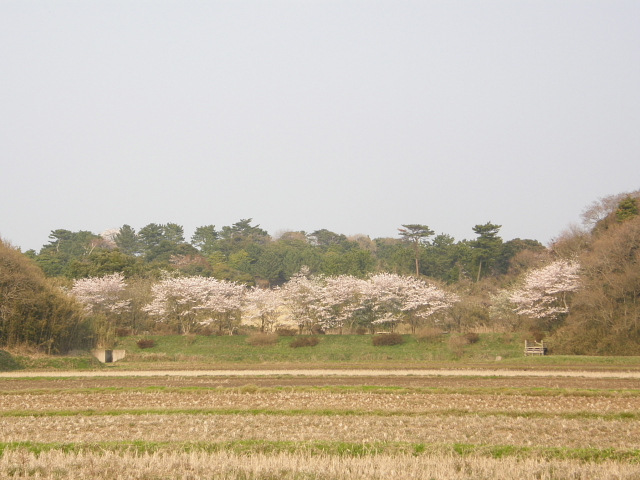 潮来市築地の里山の桜がきれいだったので、散歩がてらに撮影してきました。<br />バードウォッチングの予定でしたが、あまり野鳥は出ませんでした。(T-T)<br /><br />表紙写真は、潮来市築地の里山風景です。<br />