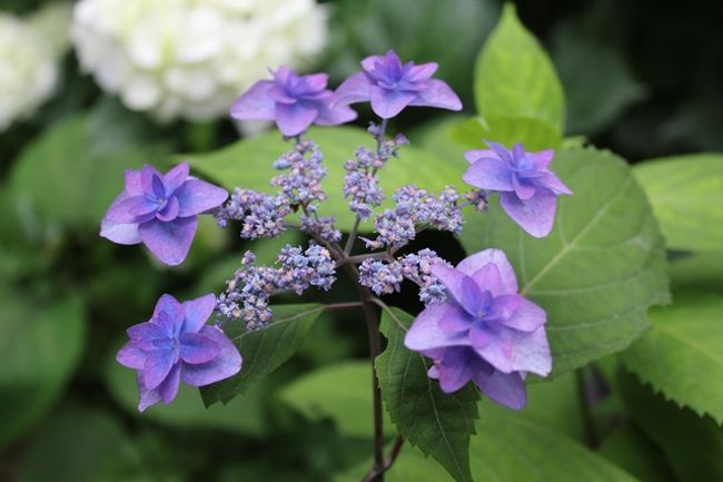 この日もなんとか雨は降らなかったので「新潟花日和」という地元新聞社発行の花の見頃と場所を書いた冊子を見ると<br />護摩堂山のあじさいが７月上旬まで見頃らしく、新潟市内もまだあじさいは咲いているので行ってみました。<br /><br />護摩堂山のあじさい園は山頂近くにあり、登山口からは約１８００ｍ、片道３０分ぐらいでいけそうなので行ってみることに。<br /><br />２０１１年は６月初旬も涼しかったので梅雨時の花の開花は遅かったようです。