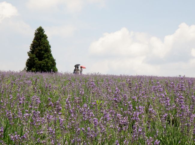 三重県伊賀市の青山高原にあるメナード青山リゾートのハーブガーデンでラベンダーが見頃かと行って来ました。<br />標高６００ｍの青山高原におよそ１００万坪もの広大な敷地のメナード青山リゾートがあり、ハーブガーデンでは３００種類ものハーブが植栽されている。なかでも約５万株のラベンダーは圧巻で、高原が淡い薄紫色に染め上げられ、さわやかな香りに包まれていた。