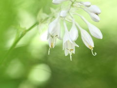 京都府立植物園 2011/07