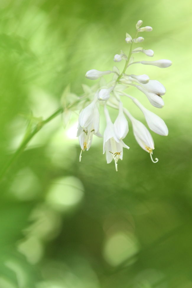 法金剛院に続いて、府立植物園へチョイ寄りしてきましたっ。<br /><br />○京都府立植物園オフィシャルサイトはこちら<br />http://www.pref.kyoto.jp/plant/<br /><br />○地図はこちら<br />http://maps.google.co.jp/maps/ms?msid=217913746942767532177.000488a4f4a9ff48e54f5&amp;msa=0&amp;ll=35.048944,135.762509&amp;spn=0.007062,0.0103<br />