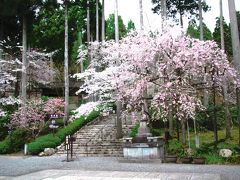 大原桜見物