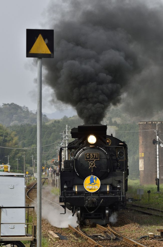 ＳＬの旅シリーズ第17回目は昨年のゴールデンウイークに乗車及び撮影できなかったSLです。山口県新山口駅（旧小郡駅）と島根県津和野駅間を走るＳＬやまぐち号　”Ｃ５７形 １号機 貴婦人の第１号機”です。<br /><br />昨年のゴールデンウイークはＣ５７（シゴナナ　イチ）が検査の為、Ｃ５６が変わって走行いたしましたが、ゴールデンウイーク最終日にＣ５６が不具合を起こして走行不能となり急遽ＤＤ５１ディーゼルカーで運行されました。<br /><br />車内の様子は以下の旅行記を参照してください。<br /><br />ＳＬの旅シリーズ第4回目,　山口県,新山口駅(旧小郡駅）-津和野駅（つわ乃）間を走る　「SLやまぐち号」　”C56 160号機&quot;<br />http://4travel.jp/traveler/yongjing_hongming/album/10456572/<br /><br />今回はＳＬに乗車せずに撮り鉄に専念致しました。前日に新山口駅の周辺のホテル（ＪＲ系のコンフォートホテル新山口）に入り、当日の朝レンタカーを２日間借りて出発致しました。今回の目的は　仁保ー篠目間の田代峠での撮影でした。急勾配が連続する勇壮な峠超えが見える区間ですが、当然の事ながら電車を利用して撮影地に行く事は無理な場所です。<br />２５パミールの勾配を登る為煙は期待できますが、その撮影場所へ行くには急な山を登らなくてはなりません。<br />初日は問題なく行けましたが、２日目の田代峠の登山最中誤って滑ってしまい、カメラバックのショルダー部分の留め金が破損してしまいました。今回はショルダータイプ（ＤＯＭＫＥ ドンケのＦ７）でしたが、やもなくその場は抱きかかえて行きました。このままでは持ち運びができないので、津和野市内のホームセンターで鋼鉄製の留め金を購入して装着いたしました。<br /><br />ホームセンター「コーナン」津和野店のスタッフの方のご協力を頂いて、留め金を取り替えて貰えた事、この場を借りて深く御礼申し上げます。両サイドの留め金を鋼鉄製（５０Kg耐圧）物に取り付けて貰い感謝です。これができなければ今後の撮影どころか、どうやって８キロ近い荷物を持って東京に帰るか？不安になるところでした。<br />最初リュックも考えましたが、今回１週間の長旅着替えの荷物、三脚もある為ショルダーにしたのですが。。。まさか田代峠の山登りがこんな大変な場所とは想像もしておりませんでした。<br /><br />Ｃ５７を田代峠の撮影後、国道４８９と１２３を経由して（国道９号線だと追っかけで間に合わないため）徳佐駅の発車で１枚撮影後津和野へ向かいました。<br />返しは津和野ー船平山間にある白井隧道付近で撮影し、その後裏道と９号線を経由して、篠目駅の発車を撮影しました。<br />この日は津和野で宿泊し、翌日は早朝７時半に旅館を出て昨日行った田代峠にまた向かいました。<br />　田代峠を撮影後津和野の転車台風景を撮影し、津和野市内で返しのＣ５７を撮影後裏道と９号線を利用して、渡川駅手前のインカーブで最後のＣ５７を撮った後、９号線で新山口駅近所のトヨタレンタカーで返却後東京行きの、のぞみの最終で自宅に戻るはずが、なんとＪＲ品川駅に到着後、山手線に乗り換える時、大崎駅で人身事故が発生してＪＲ線が不通になってしまい、ゴールデンウイークの最終日とかち合って駅構内は大混雑になりました。１時間半待ってようやく動き出して自宅に着いたのが午前０時近くになり、とんだ迷惑を被りました。<br /><br />写真の出きはそこそこ満足のできるものになりました。<br /><br />C57 1は、JR西日本が動態保存する蒸気機関車で、日本国有鉄道（国鉄）の前身である鉄道省が製造したC57形蒸気機関車の1両であり、国鉄の旅客用テンダー式蒸気機関車である。マスコミなどでは「貴婦人（きふじん）」の愛称で紹介されることも多く鉄道ファン等からは「シゴナナ」と呼ばれているおります。ボイラーがとても細長くスマートで側面から見ると貴婦人の意味がわかります。<br />