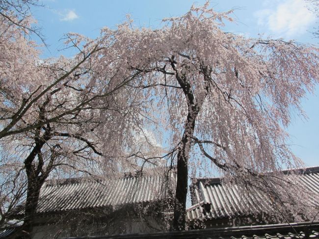 桜咲く京都を満喫してきました