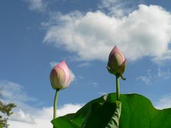 蓮の花が見ごろになりましたよ＾0＾・・・・・・三室戸寺にて