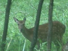 八ヶ岳でシカにあう。自然を満喫。