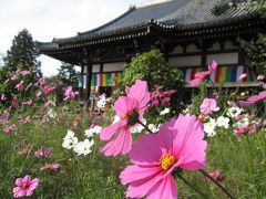 2010年10月奈良　　般若寺の古仏とコスモス