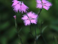 三重　松阪の波瀬植物園と松阪城跡