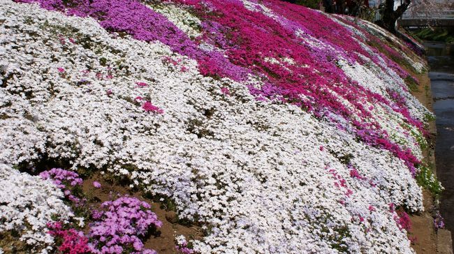 柄にも無く　桜を求めて伊勢原に　友人とカメラを担いで出かけました<br />桜は桜でも　芝桜が好きです