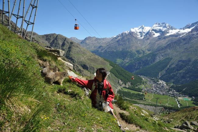 スイス花とハイキングの旅・マーモットと遊ぶサースフェー、シュピルボーデンハイキング