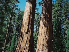 Yosemite, California（1999年夏の旅行記）