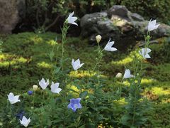 桔梗を愛でる特別拝観：東福寺の塔頭めぐり