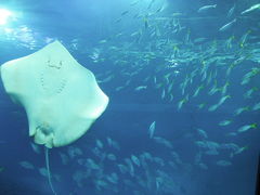 沖縄?北部ドライブと美ら海水族館