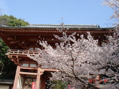 天龍寺に続き醍醐寺でお花見です