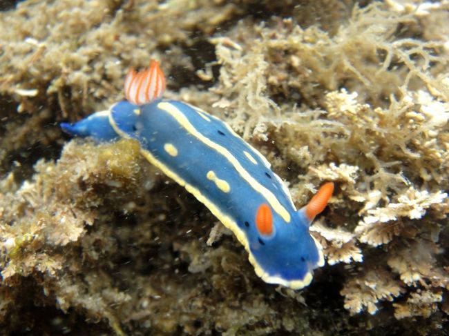 海開き前の勝浦の海へ、２週連続で行ってきました。<br /><br />目的は･･･ウミウシ・スノーケリング。<br /><br />きれいな“ウミウシ”、見れるかな･･･？