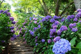 伊豆下田に紫陽花を観に行く