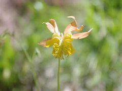 Zion National Park(5)：Zion's Natural Diversity