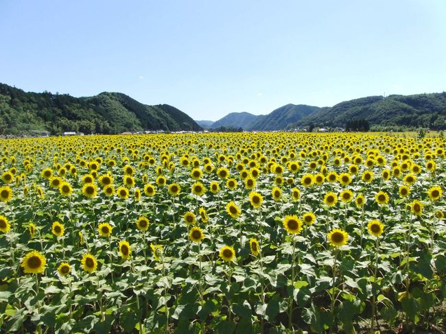 いつかひまわり畑を見に行きたいなと思ってました(*^^*)<br /><br />そんな憧れのひまわり畑へ人生初訪問(^^)/<br />佐用町のひまわり祭りへ行ってきました♪<br /><br />一面に広がる黄色いじゅうたんに感動しました！！<br />すっごく良いお天気で最高に綺麗でした(#^.^#)