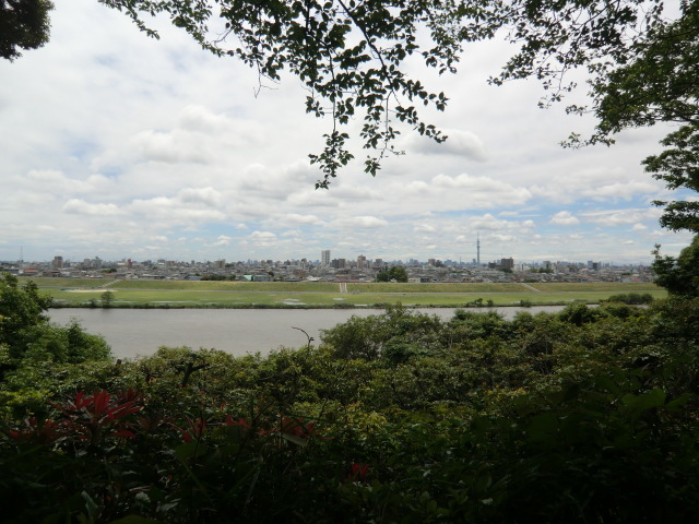 奈良時代より下総の国府として政治の中心地であった江戸川を臨む国府台城（こうのだいじょう、千葉県市川市国府台)を訪問しました。<br /><br />この城は１５世紀後半に起きた千葉氏の内訌により分裂、馬加康胤（まくわ理・やすたね）討伐に向かった太田道灌（おおた・どうかん）によって築城されたと伝えられています。当地は武蔵と下総を結ぶ戦略上重要地点でしたので、２回に亘り当地域の覇権を賭けた小田原北条氏と安房国里見氏の「国府台合戦」の舞台となっています。<br /><br />１回目は天文７年（１５３８）、小弓公方足利義明（あしかが・よしあき）の呼掛けに応えた里見義尭（さとみ・よしたか）を中心とした房総一万騎と北条氏綱・氏康親子の二万騎とがこの地で対陣、江戸川を渡って攻勢をかけた小田原北条軍に里見軍は応戦しますが敗れて退却するはめとなります（第一次国府台合戦）。<br />　　　　　　　　　　　　　　　　　　　　　　　　　　　　　　　　　　　　　　　　２回目は永禄６年（１５６４）、越山した上杉謙信（うえすぎ・けんしん）の命により岩槻城太田資正（おおた・すけまさ）及び佐貫城里見義弘（さとみ・よしひろ）らが当地周辺で食糧調達をしているところ北条氏康・氏政親子に察知され、二万の軍勢により八千の太田・里見軍は壊滅的な損害を被り退却（第二次国府台合戦）、その後は北条氏の下総支配の拠点となります。<br /><br />以降、豊臣秀吉による小田原城討伐の結果小田原北条氏は滅亡、関東移封となった徳川家康の時代に入りますと廃城の憂き目にあいます。<br /><br />地勢的には国府台城は江戸川東岸に迫る崖の上にあり、江戸川を一望する位置に恵まれ渡河する敵軍の動きに対し有利な展開が可能ですから、当地の支配者にとって国府台城の存在は極めて重要だったと言えます。現在は「里見公園」として整備されていますが、それだけに遺構が少なく往時の佇まいが今ひとつ感じられず自分としては残念に思います。<br /><br /><br /><br /><br />２０２３年３月２０日追記<br /><br />現場公園に設置の説明板には下記の通り記述されています。<br /><br />「　史跡　国府台の戦争<br /><br />今から約４００年前、この国府台で２度の大戦争があった。それぞれ敵味方千人以上の戦死者がここに屍をさらした。<br /><br />今の真間山から松戸駅東側の台地までを国府台といい、第一回の戦争は、天文７年（１５３８）１０月７日、相模台の合戦ともいい、これを前の国府台合戦という。第二回はこれより２５年後永禄７年（１５６４）正月７日の合戦でこれを後の国府台合戦という、それはここ矢切台で戦われた。<br /><br />　　　合戦の背景<br />この時代の関東地方はだいたい小田原の北条氏の勢力下にあり、松戸大谷口城主高城氏や、千葉氏、原氏などもその支配下にあった。これに対して安房上総地方を侵略して勢力を拡大した里見氏は、県北の下総地方へも手を伸ばして千葉、原、高城らを攻め、やがて北条氏をも破って関東の実験を握ろうと野望を抱いて茨城の佐竹氏を通して上杉j謙信とも手を結んだ。<br /><br />　　　合戦のもよう<br />矢切側には里見義弘を大将として８千騎、これに対して江戸川柴又、小岩側に北条は江戸城代家老遠山丹波守直景と葛西の富永三郎右衛門尉を先陣として着陣した。<br /><br />この時、小金大谷口城主高城氏も北条方に加勢のため、下矢切大堀外（今の矢切神社東側）に陣を張り、遠山軍を助けた。<br /><br />遠山、富永等は大将北条氏康、氏政父子の到着を待たず、矢切の渡しを押し切り、国府台から、栗山、矢切へかけての里見軍へ攻め寄せた。<br /><br />遠山軍に押された里見軍は、いったん返却するかに見せかけたが、勢いにのった遠山軍が坂阪の途中まで攻め登った所を一挙に坂上から攻め落とした。北条方の勇将富永三郎右衛門尉は、朝からジュンサイ駅付近から大堀へかけて馬を縦横に馳せて奮戦したが、大坂城で落馬した所を折り重なって里見方に首を渡した。その場所は、ここ文学碑の脇の坂道であった。<br /><br />また、遠山丹波守は坂下坂川の手前「カイカバ曲がり目の内野」という所で、里見方の里見山之介という１６歳の少年にその首を打たれた。<br /><br />この日の戦いは北条方の敗北で、柴又陣に引き退いたが、この夜半、戦勝の酒に酔いしれた里見軍の将兵は、北条氏の大軍にはさみ打たれ、さんざんの大敗戦となり、大将里見義弘は市川の須和田から中山をへて安房に逃れたが、その後再起することはなかった。<br /><br />本土寺過去帳に「コウノ台ニテ上下諸人　遠山殿其外千余人」と記されている。<br />　　　昭和４５年　正月<br />　　　　　　　　　　　　　　　矢切地区風致保存会　」<br /><br />