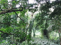 ハワイ島、オアフ島気ままにドライブ＆ハイキング　⑤