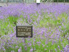 札幌のラべンダー畑