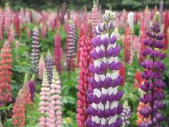 青森県　十和田市　花菖蒲の鯉艸郷（りそうきょう）