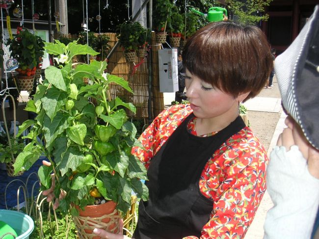 息子も就職して早3月、便りがないのは昔からですが、元気に過ごしているのかの生存確認と、久々に家族4人集合して食事でもということで上京しました。<br />ちょうどこの日は、浅草寺では4万6千日「ほおずき市」の日でもあります。<br /><br />634mに伸びた東京スカイツリー、浅草界隈の下町祭り(おまけにお台場)を、息子と共に巡ってきました。<br /><br />空は抜けんばかりの青空。<br />水分補給しながら、暑い夏を楽しみました。