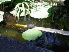 亀が見上げる蓮の花々の不忍池、早朝の上野公園が好き！の巻