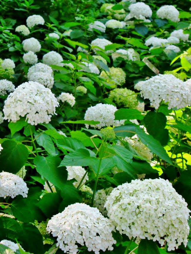 2011年のテーマは「園芸あじさいの華麗なる世界〜育種家達の育てた紫陽花〜」。世界演芸大会で優秀な賞を獲得した育種家の坂本園芸、矢田部園芸、海老原園芸、加茂花菖蒲園の作品紹介や、園芸品種の元となった原種の特別展示、様々な色彩・花形をしたあじさいの鉢植えや寄せ植え、コケ玉など、今までにない園芸あじさいの楽しみ方が紹介されます。<br /><br />開催日：2011年5月28日（土）〜6月27日（日）<br />入園料：/大人1000円　/子ども・50才以上500円<br />(http://blogs.yahoo.co.jp/miracle_photos_2/20175519.html　より引用)<br /><br />「第9回としまえんあじさい祭り」は、6月27日（月）をもちまして終了いたしました。(　http://www.toshimaen.co.jp/event/list.html　より引用)<br /><br />としまえんは、東京都練馬区向山三丁目で、西武グループの株式会社豊島園が運営する遊園地。<br /><br />西武豊島線豊島園駅の目の前にある。豊島氏が治めた練馬城の跡地に建てられた。その名称から誤解されがちだが、豊島区所在でも北区豊島でもない。園名の由来は前述の豊島氏によるもの。<br /><br />豊島園については・・<br />http://www.toshimaen.co.jp/<br />