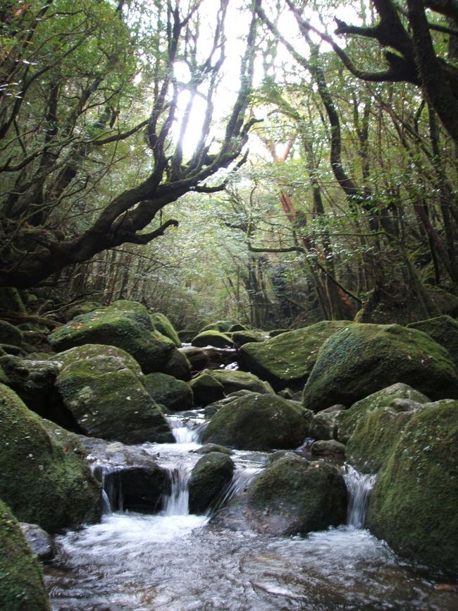 <br />世界遺産だし、一度は行ってみたいと思っていた屋久島。<br /><br />佐賀にあるダイビングショップのツアーに友人に便乗して東京から参加しました。<br /><br />屋久島って山のイメージがありましたが、海もなかなかのもんでした♪<br />（若干天気が悪かったですが・・・涙）<br /><br />緑がほんとに多くて、マイナスイオンたっぷりでパワーをもらえた気がします。<br />