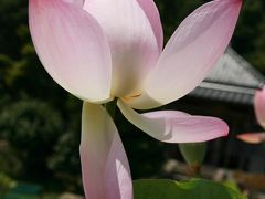 Solitary Journey ［925］ 猛暑たけなわ！再度、暑中お見舞い申し上げます。＜夏の花風景(*^0^*) ピンク色のハス／棲眞寺＞広島県三原市