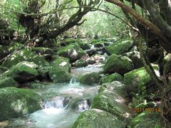 屋久島で夏休み　ヤクスギランド、白谷雲水峡、シーカヤック満喫の旅