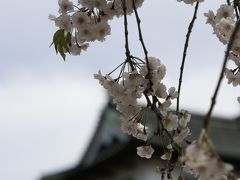 北の桜の名所。弘前城