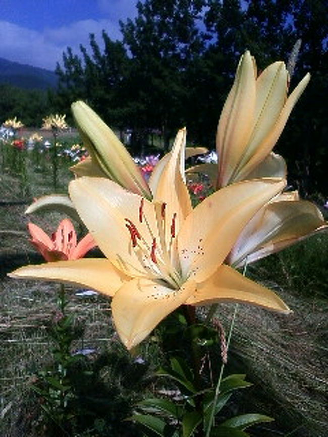 ７月２１日<br />八幡平リゾートの朝、冬になるとスキー場になるんですね。色とりどりの群生するユリの花が咲き乱れていました。<br /><br />今回は、後生掛温泉は時間の関係でカット(T_T)。八甲田の酸ヶ湯に望みを賭けて(^▽^)一路、八幡平を駆け抜けます。<br /><br />第一泊目の八幡平リゾートは源泉掛け流しでした。（*＾＾*）