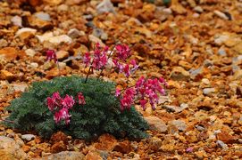 本白根山で駒草の大群落に出会う