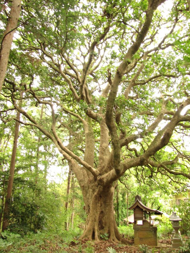 佐倉市には、多くの名木・古木・樹林が残されています。「佐倉城の夫婦モッコク」が、千葉県指定天然記念物に指定されており、「坂戸西福寺のイチョウ」、「鷲神社のケヤキの大樹」、「印旛郡役所跡のイヌマキ」、「臼井台の御神木カヤ」、「称念寺のムクロジ」の５件が、佐倉市指定天然記念物に指定されています。　この他、佐倉市指定の名木・古木・樹林が、１００ケ所以上選定されており、保存樹として維持管理されています。<br /><br />今回は、佐倉市都市部公園緑地課が公開している、「佐倉市名木・古木・樹林・草地等保存選定一覧表」を参考として、個人宅を除く、樹齢２５０年以上の名木・古木・樹林を対象に、実地調査し掲載しました。　これらの樹木・樹林は、緑豊かな佐倉市の重要な部分を占めており、緑地保全や景観の面からも大切な役割をもっています。<br /><br />2011/07/27 第１版<br />2012/09/13 第２版