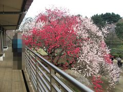 ’１０　東京さんぽ　新宿御苑の桜