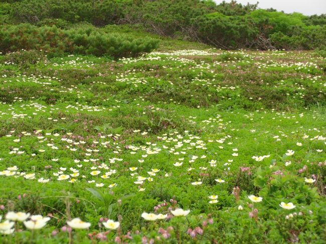 ２０１１年７月２４日、北海道旭岳、神々が住まうという天空のお花畑は満開でした。<br />とりあえず１枚だけ。<br /><br /><br />この旅行記は、北海道から帰宅し、一番感動した瞬間を1枚だけアップしたものです。<br />詳細版は、こちらです。<br />http://4travel.jp/traveler/010456/album/10589632/