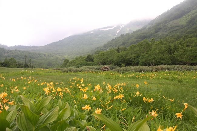 高校時代の仲間で恒例となっている夏の花旅、今年は信州の栂池自然園と白馬五竜高山植物園へ出掛けました。<br />参加者は１７名（女性１２名、男性５名）、それぞれの体力に合わせた無理のないコース選定で、全員無事に天空の植物園を楽しむことができました。<br /><br />７月２３日：（その１）栂池自然植物園<br />７月２４日：（その２）白馬五竜高山植物園＋小遠見山トレッキング<br /><br />（お願い）<br />花の名前をよく知らないので、本とパンフレットを参考にしていますが、不明のものや間違っているものもありますので、ご存知の方は教えてください。<br /><br />