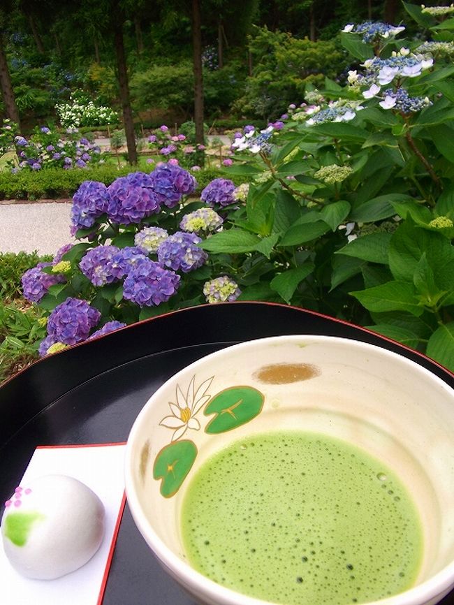 自宅の紫陽花は鑑賞したものの、そう言えば今年は紫陽花を見に行っていない。<br /><br />広島の紫陽花と言えば、西区の観音寺の紫陽花寺が有名ですが、そのほかを捜すとナカナカ見つからない。ネットで捜すとありました、広島空港傍の三景園は紫陽花も有名。てなことで、お昼過ぎの午後１時出発です。<br /><br />広島空港の開港を記念してつくられた約6ヘクタールの広さの築山池泉回遊式庭園です。広島県の山渓谷、瀬戸内海の風景をモチーフに庭園化したもので、自然を生かした山のゾーン、里のゾーン、海のゾーンからなっています。5月の花しょうぶ、6月のアジサイは95種類、約10000株の花々が咲き乱れ、年々観賞者が増えています。秋にはもみじまつりも開かれます。 <br /><br />