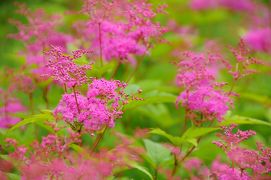 ふらり天神平へ～夏の花々とＳＬみなかみ号～