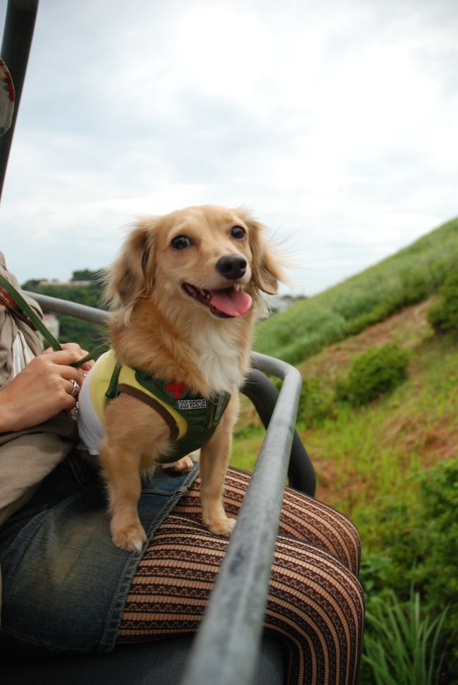 愛犬と2年ぶりの伊豆。<br />天気は曇りだったけど、日焼けしなくてよかった♪<br />今回はホテルもカフェも大満足！<br />伊豆高原と城ヶ崎をちょろちょろしました。