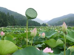  美しい花はすとバイカモが咲く福井の夏は