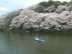 2011　花見ウォーク【千鳥ヶ淵編】